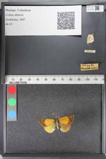 Media type: image;   Entomology 119608